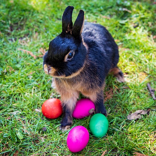 Bild mit Osterhase und Ostereiern